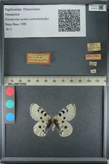 Media type: image;   Entomology 180218